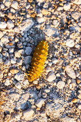 close up of a caterpillar on the stones