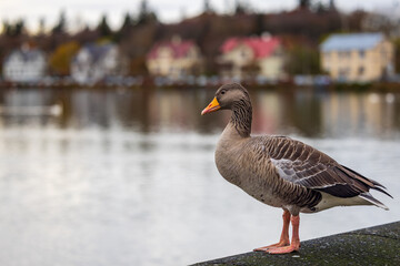 duck overlooking Tjörnin’s Pond, Reykjavik Iceland