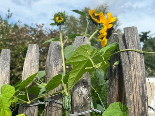 Mexikanische Minigurke