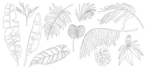 Vector set of tropical palm leaves, colouring book isolated on white background. Foliage design elements of tropical nature. Stylized images and simple shapes for logos and natural decor.