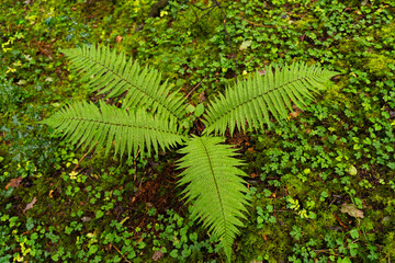 Close up taken from above of a fern and large vegetation area next to in an area of Ireland