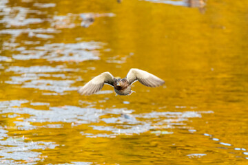 Female mallard duck flying forward