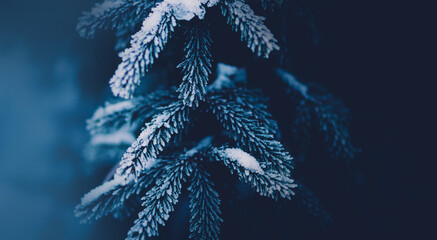 The beautiful lush branches of the fir tree are covered with snow on a cold dark winter day. Forest...