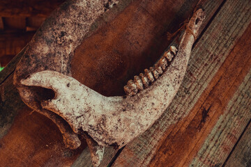 animal vintage bones