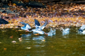 Common merganser taking off from the water