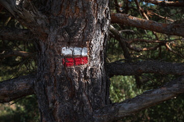 Simbolo de un sendero de gran recorrido pintado en la corteza de un pino.