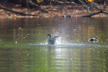 Common merganser making large splash in water