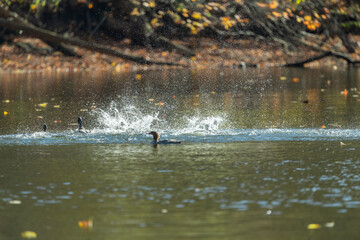 Common merganser swimming in front of splashing ducks