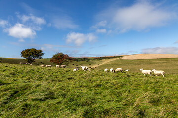 A rolling South Downs landscape on a sunny autumn day, with sheep grazing on a hillside