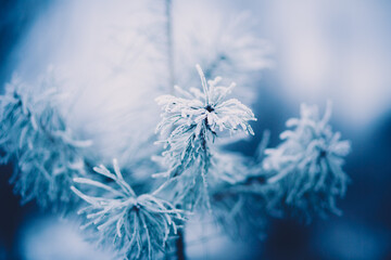 The lush branches of the spruce were frozen and covered with frost on a cold bright winter day....