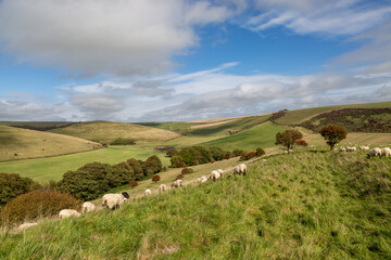 Sheep grazing in the South Downs on a sunny September day
