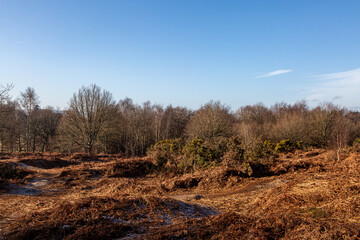 Bare trees and bracken at Chailey Common in Sussex, on a sunny winter's day