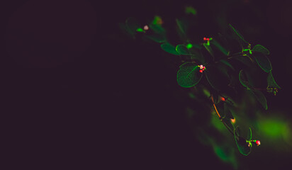 Dark beautiful floral background with green bush leaves. Summer twilight and nature.