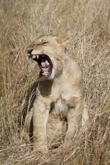 Joven león en medio de la sabana africana de Kenia.