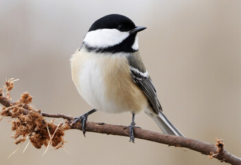 Obraz premium Solitary Chickadee