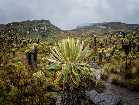 Frailejon landscape in the colombian paramo or moorland, hotsprings in Murillo, Tolima, Colombia near Nevado del Ruiz. Mountains, water and espeletias