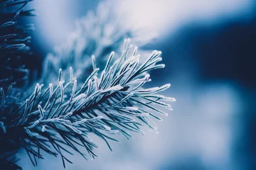 Fotobehang The beautiful needles on the fir tree were covered with frost on a cold January day. Winter and frost. Christmas. ©  Valeri Vatel