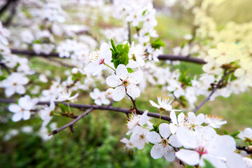 Spring blooming cherry branch