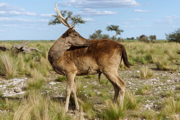 Ciervo acicalándose