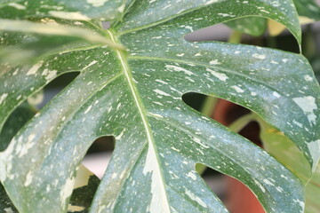 Close up of a rare variegated plant that famous all around the world named “monstera thai...