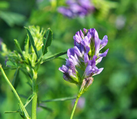 The field is blooming alfalfa