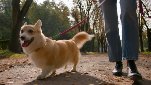 Close up cute little puppy running on leash in autumn park. Cropped shot of unknown woman female legs pet owner handler walk with welsh corgi along city street go on road outside dog walking service