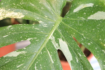 Close up of a rare variegated plant that famous all around the world named “monstera thai...