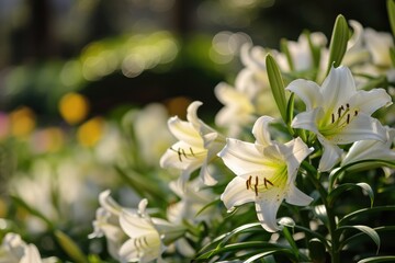 Easter Lilies In Full Bloom, Symbolizing Hope And Renewal During The Festive Season