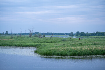 Riverside Reverie: A Tranquil Landscape Where Nature and River Merge in Harmonious Serenity