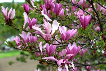 Zelfklevend Fotobehang Magnolia blooms in the garden in spring © orestligetka