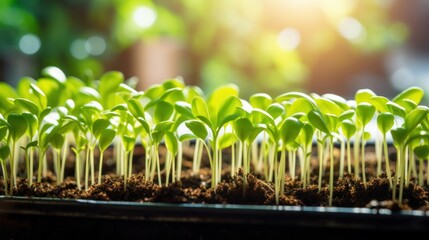 Sunflower Seedling Microgreens Healthy Eating organic food background The growth of newborn...