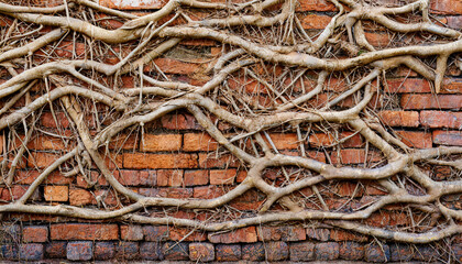 Obraz premium Brick wall texture background