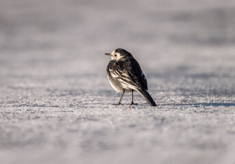 Pied Wagtail on icy ground in winter