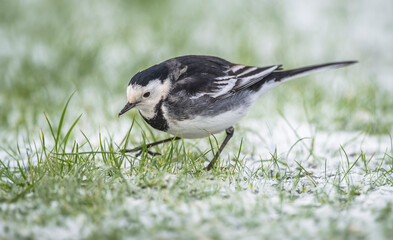 Pied Wagtail on the snow covered grass in the winter