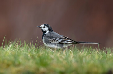 Fototapeta premium Pied Wagtail on the grass in the Springtime