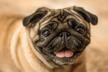 portrait of a pug dog happy