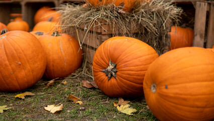Autumn's Glow: Sun-Kissed Orange Decorative Pumpkins Basking in the Golden Light