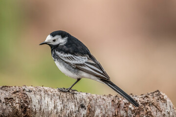 Pied wagtail, perched on a branch in the Springtime