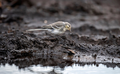 Pied Wagtail, juvenile on a compost heap in the winter, calling