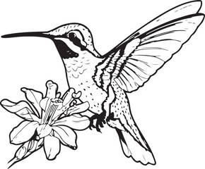 Hummingbird line art silhouette illustration design vector