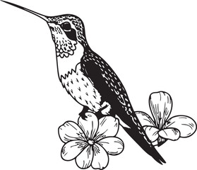 Hummingbird line art silhouette illustration design vector