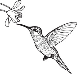 Hummingbird line art silhouette illustration design vector