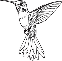 Hummingbird line art silhouette illustration design vector