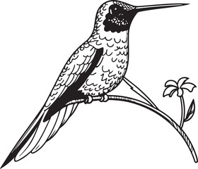 Hummingbird line art silhouette illustration design vector