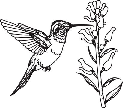 recommend clip art: Hummingbird line art silhouette illustration design vector