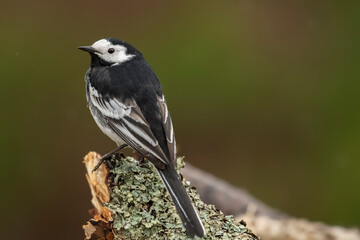 Naklejka premium Pied wagtail, perched on a branch in the Springtime