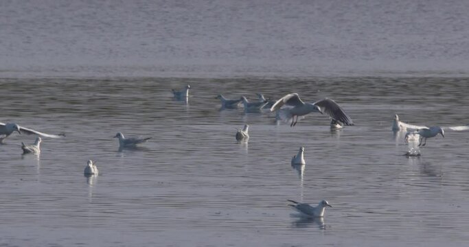 Seagulls flying over water diving feeding slow motion nature wildlife