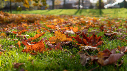 Autumn's Embrace: Colorful Leaves Blanket the Grass in a Symphony of Fall Hues