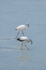 Flamingos