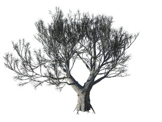 Tree transparent image 3d rendering